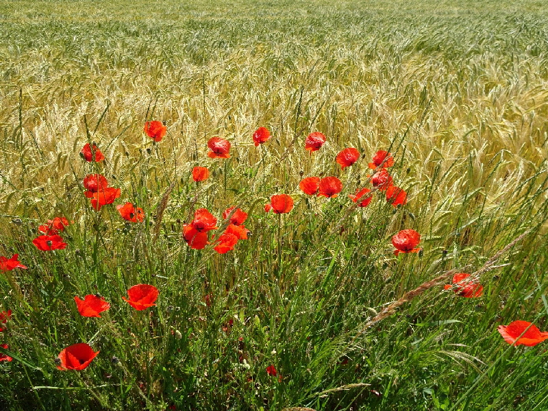 08_Mohn_08